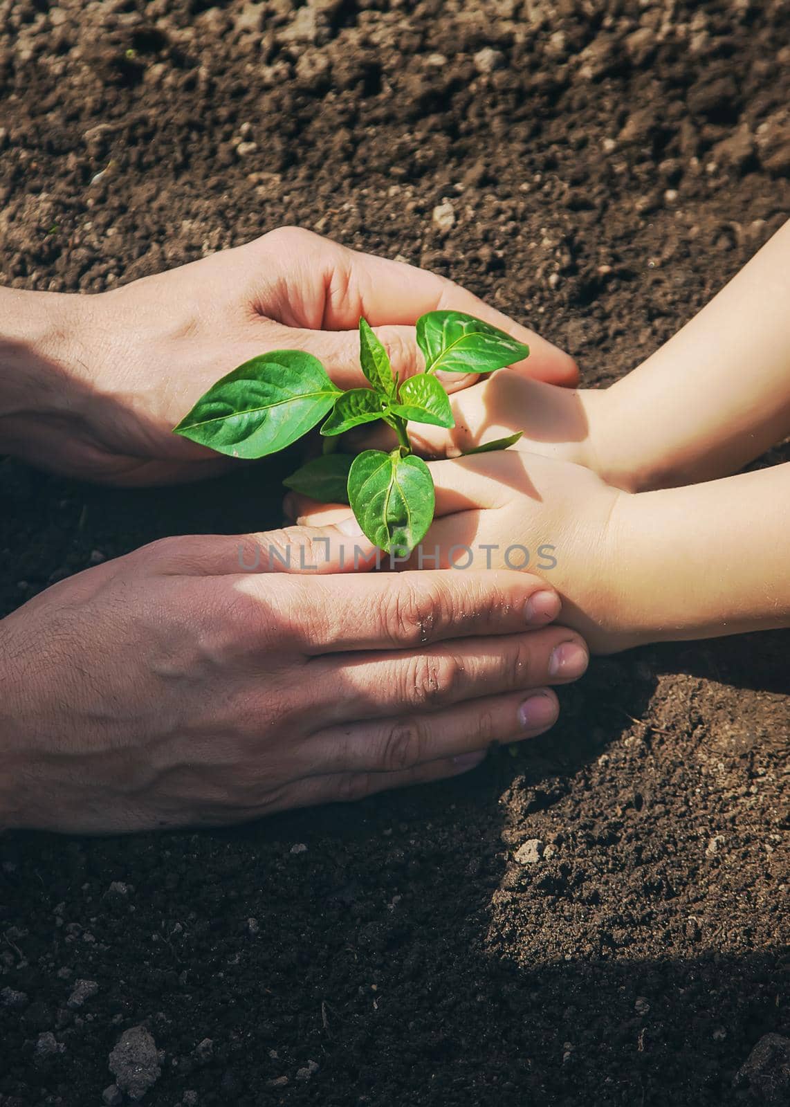 A child with his father plant a nursery garden. Selective focus. by yanadjana