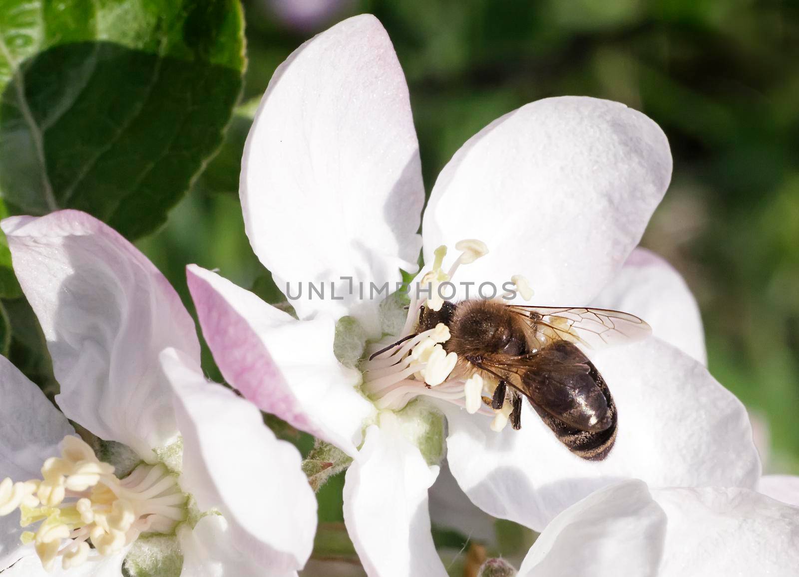 On the branch of a tree with lots of pink and white flowers and buds the bee in the center of the flower collecting nectar.