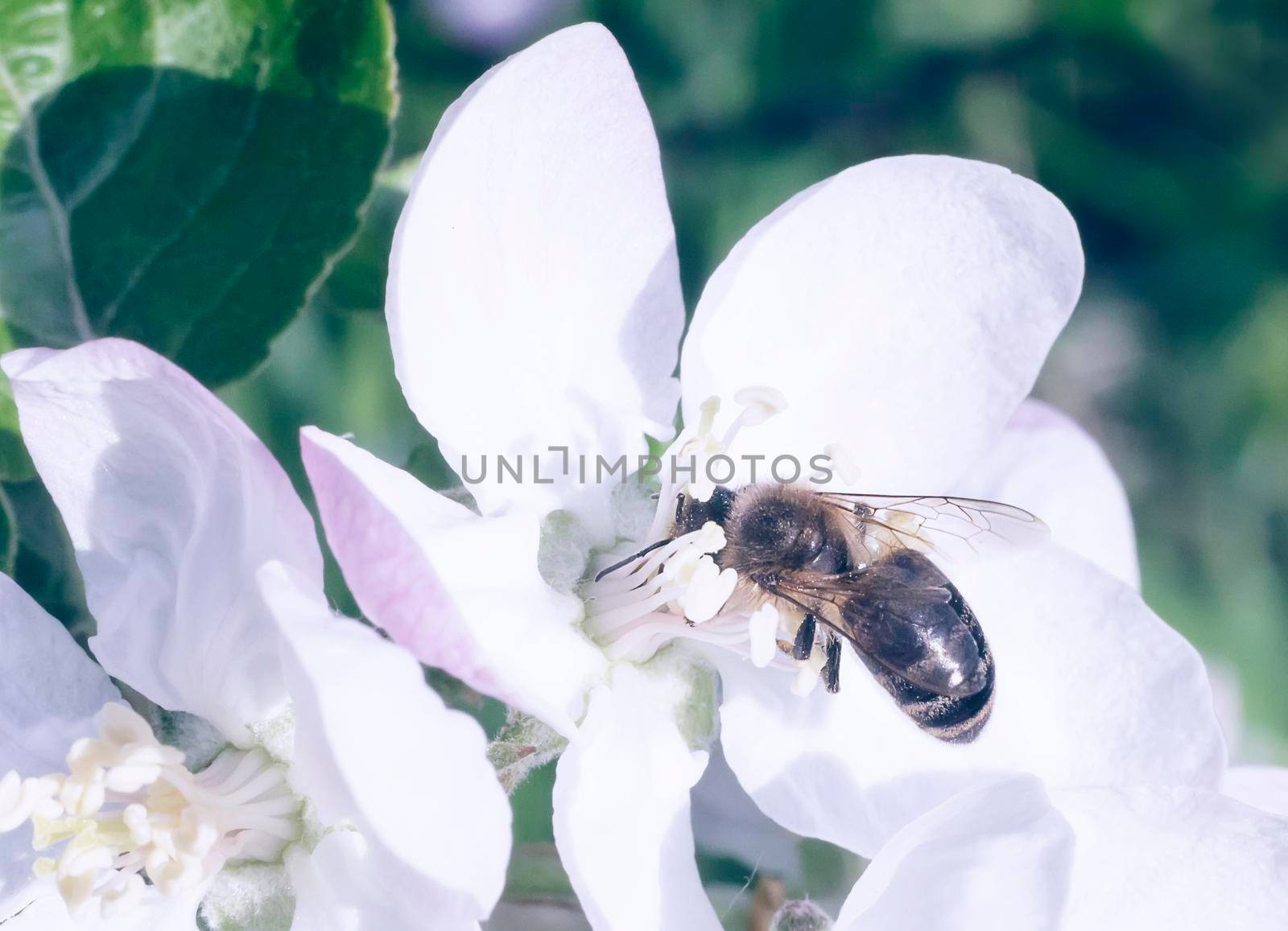 On the branch of a tree with lots of pink and white flowers and buds the bee in the center of the flower collecting nectar.