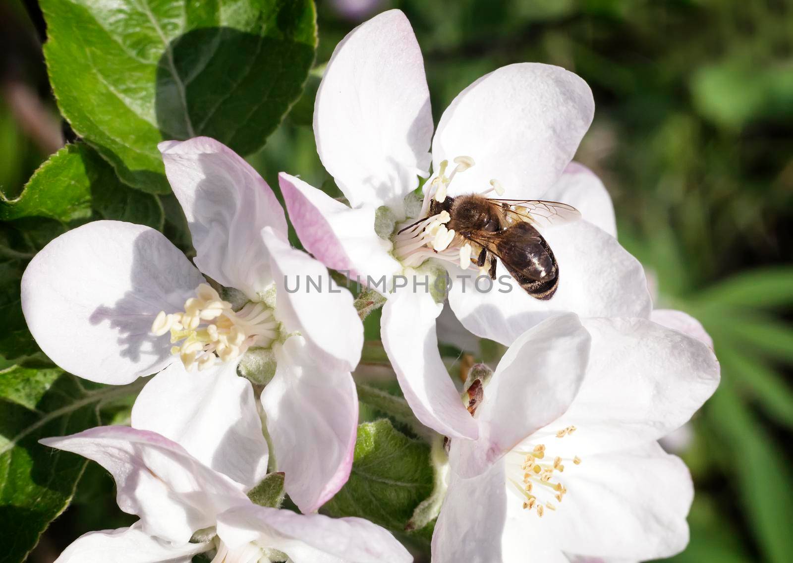 On the branch of a tree with lots of pink and white flowers and buds the bee in the center of the flower collecting nectar.