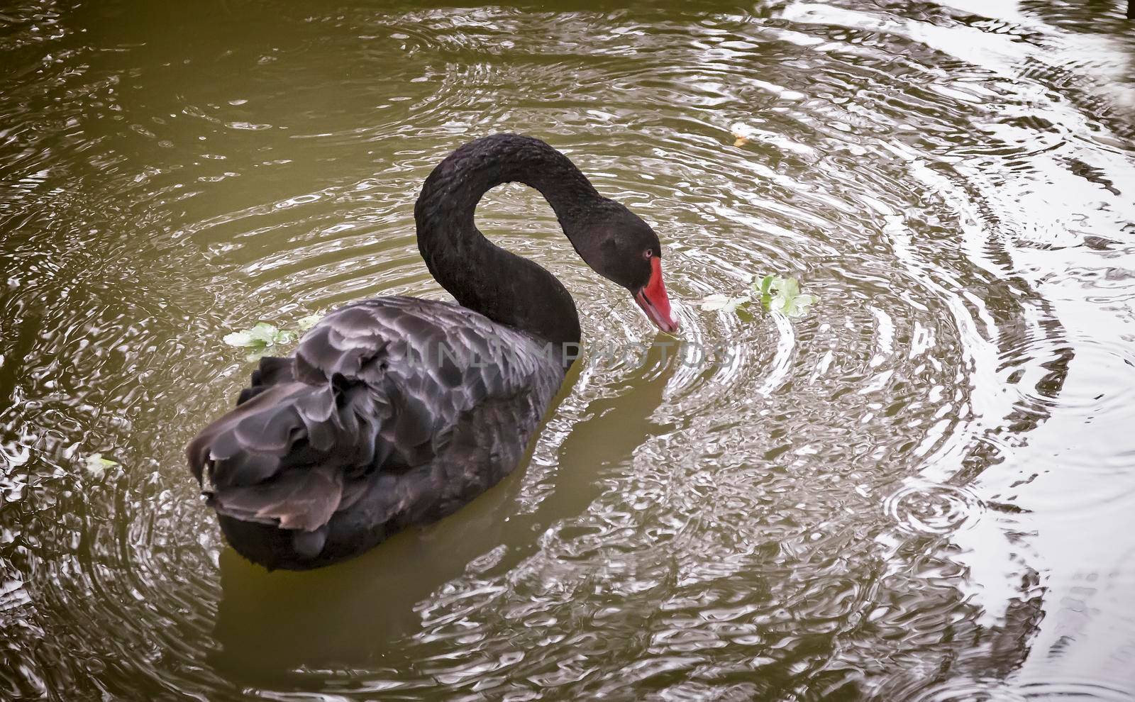 Single black Swan on the lake . by georgina198