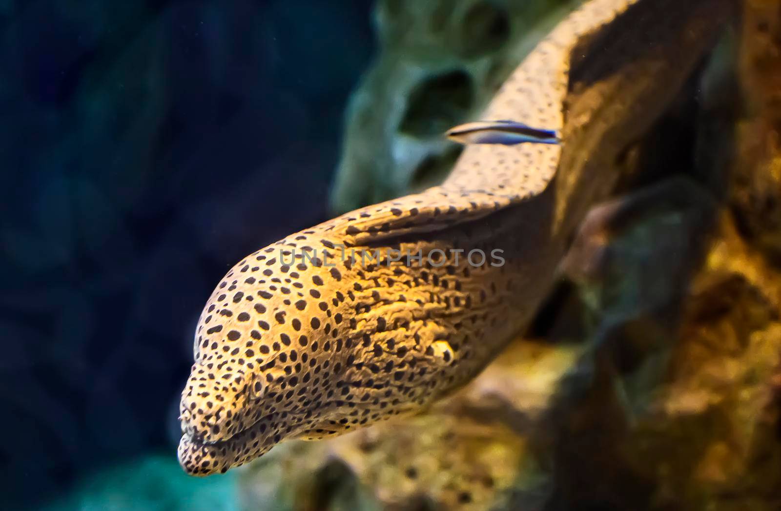 Saltwater fish Moray eel in the aquarium. by georgina198