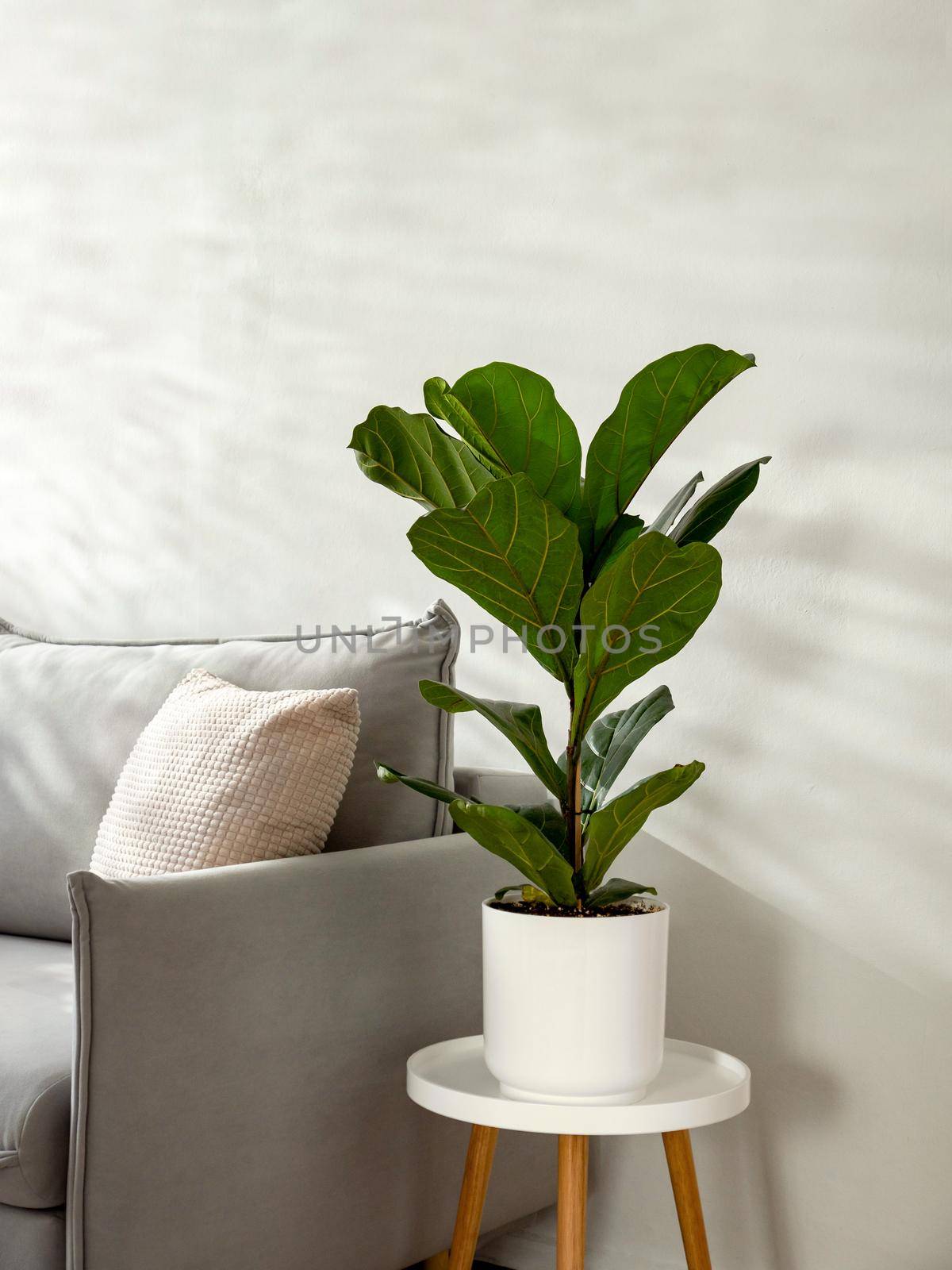 Ficus lyrata or fiddle leaf fig in living room interior. Room decoration with plant. Scandinavian fiddle peaf tree indoor plant in circle white pot at home. Potted ficus Lyrata or fiddle leaf fig tree