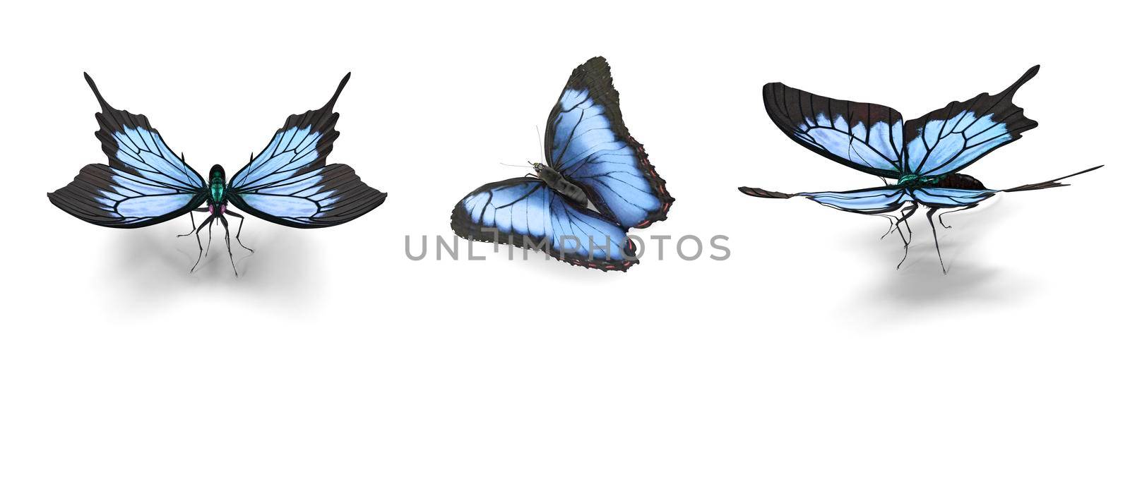 Three beautiful large tropical butterflies Morpho didius.3D rendering. by georgina198