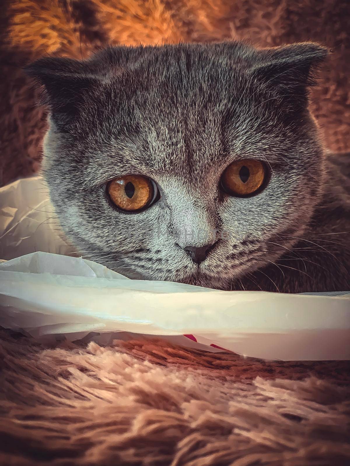 Close-up portrait of a British Shorthair cat: a purebred cat with grey-blue fur