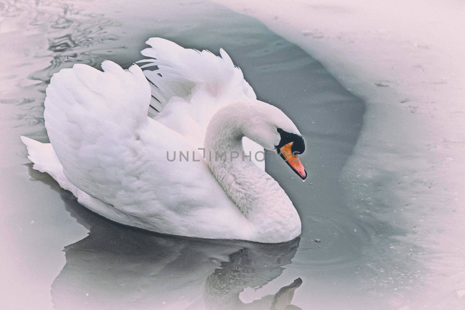 White Swan on the lake in winter. by georgina198