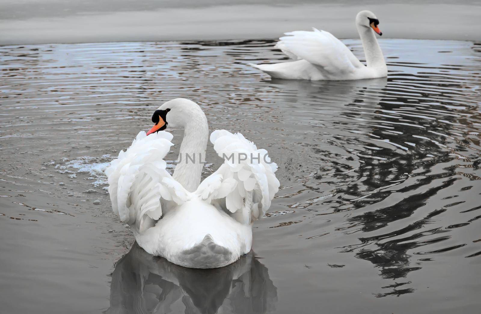 Two beautiful white swans float on the surface of the lake, the shores of which are covered with snow.