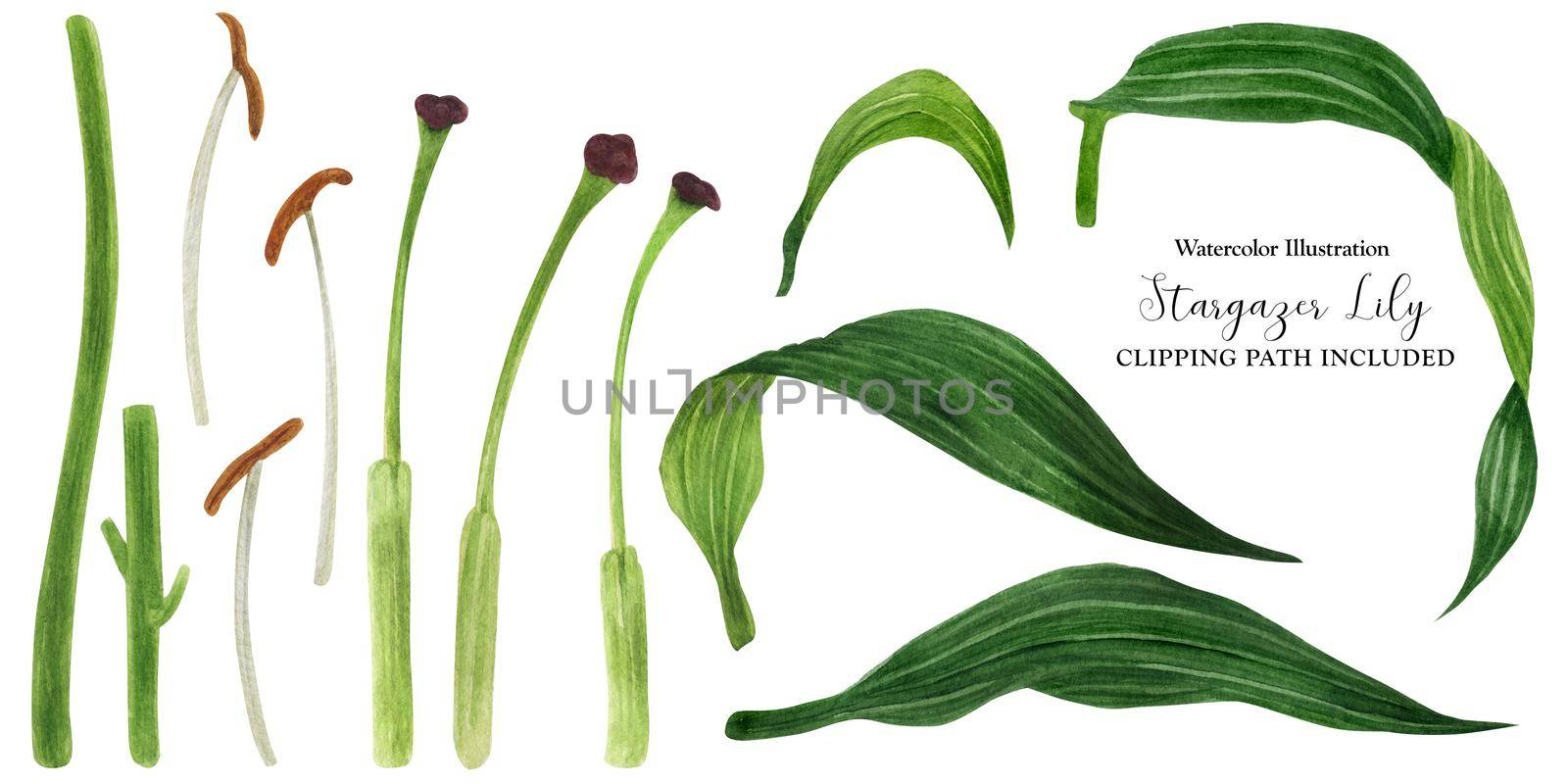 Stamen and leaves of lily, watercolor with clipping path