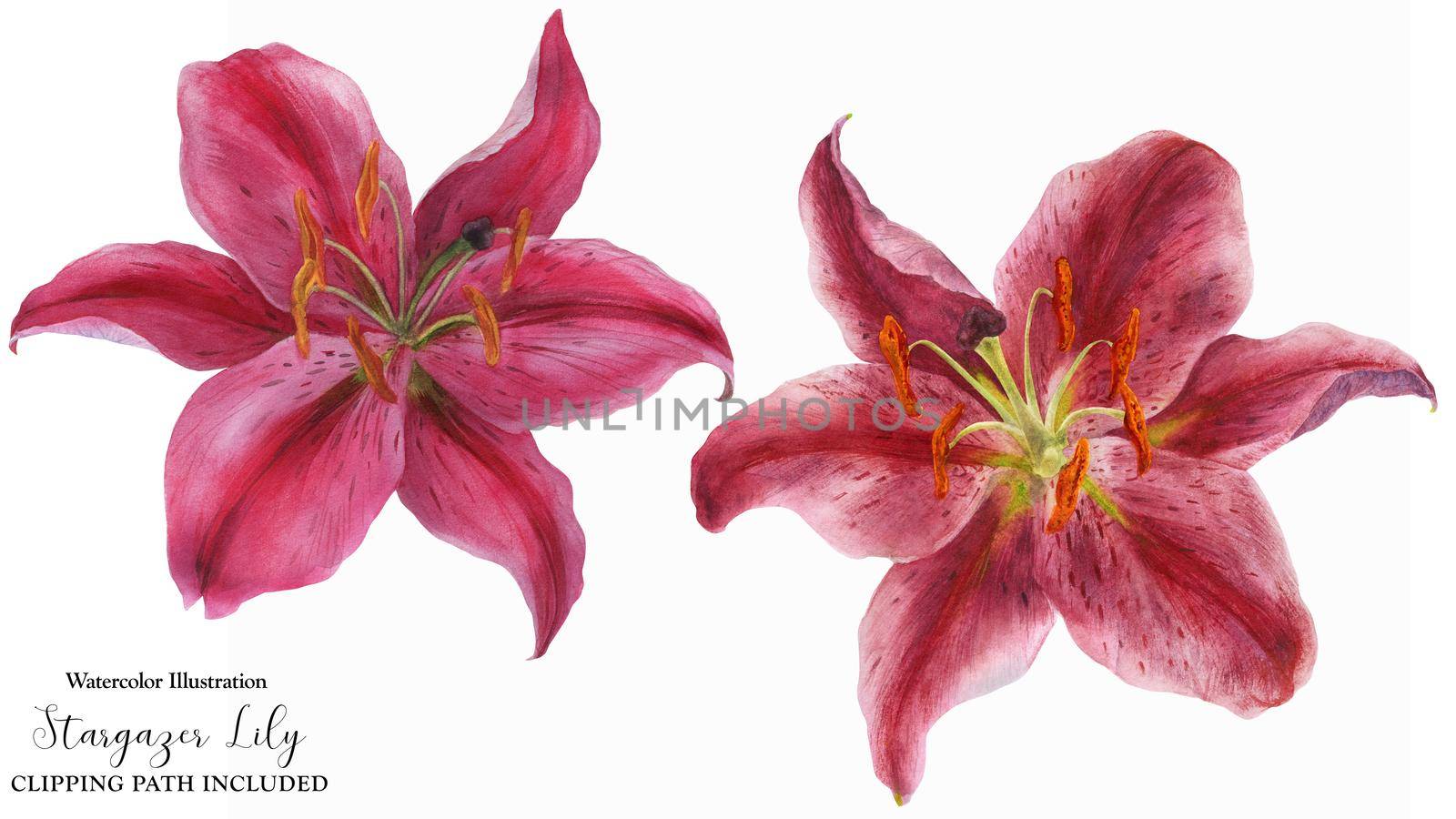 Pink Lily Stargazer, watercolor isolated flowers with clipping path
