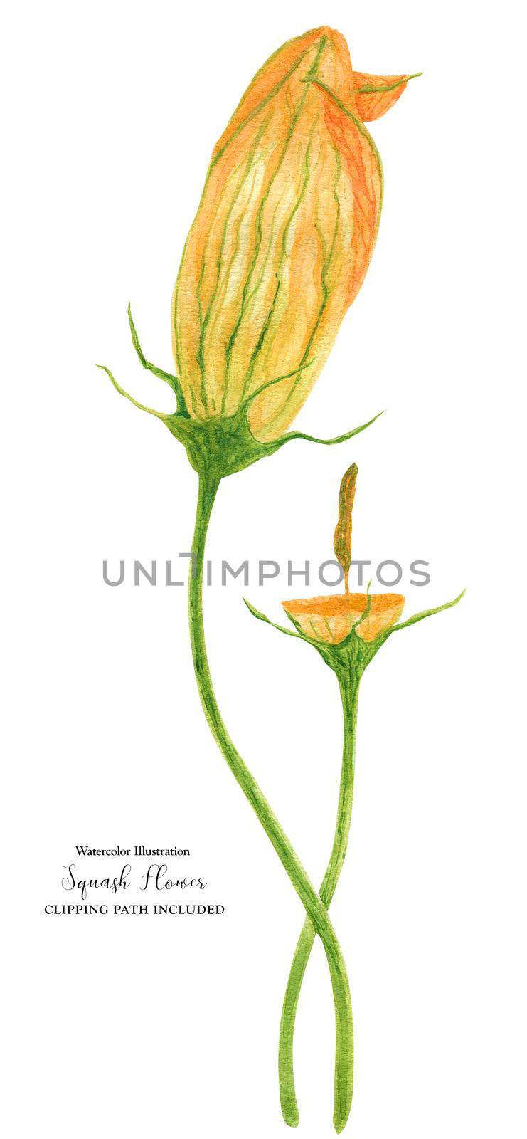 Orange Carnival Squash Flower, botanical realistic watrecolor art, clipping path included