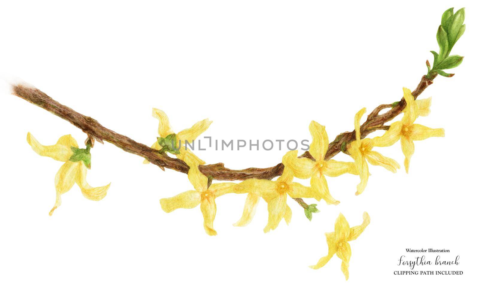 Blooming Forsythia Branch, botanical watercolor with clipping path