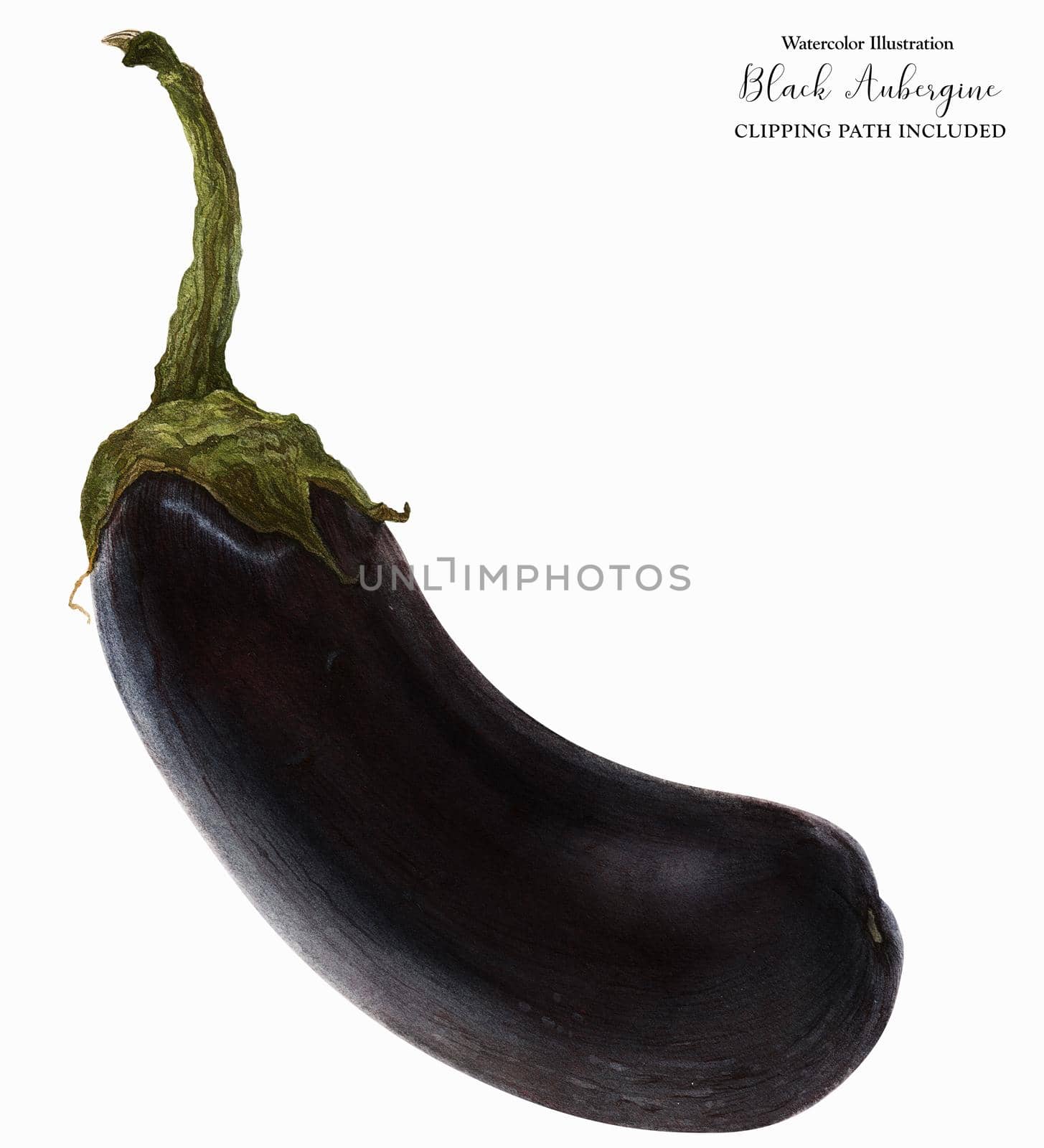 Black Aubergine Fruit, botanical realistic watrecolor art with clipping path