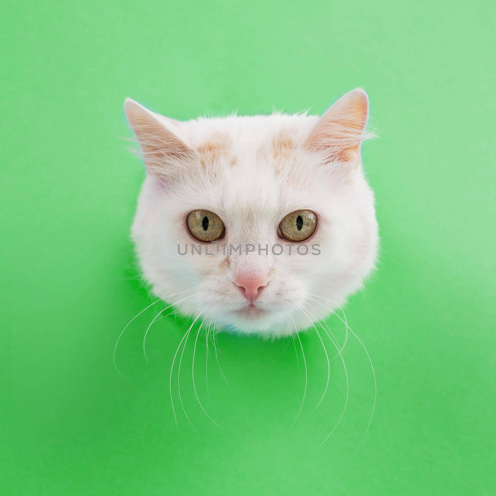 The muzzle of a white fluffy cat peeking out of a hole in a green background