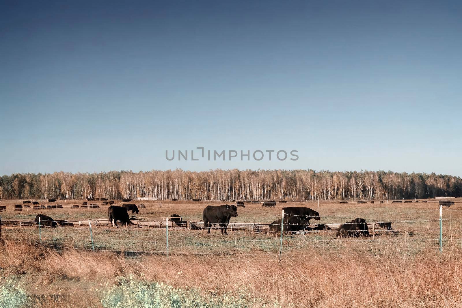 Cattle grazing on fenced agricultural land in the fall at sunset.