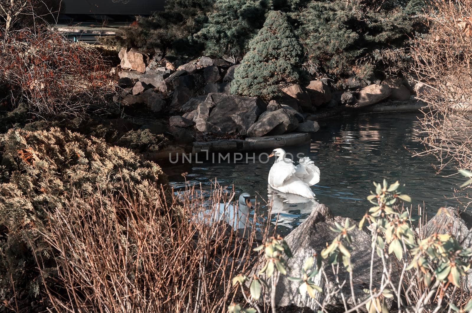 Lonely white Swan on the lake shore by georgina198