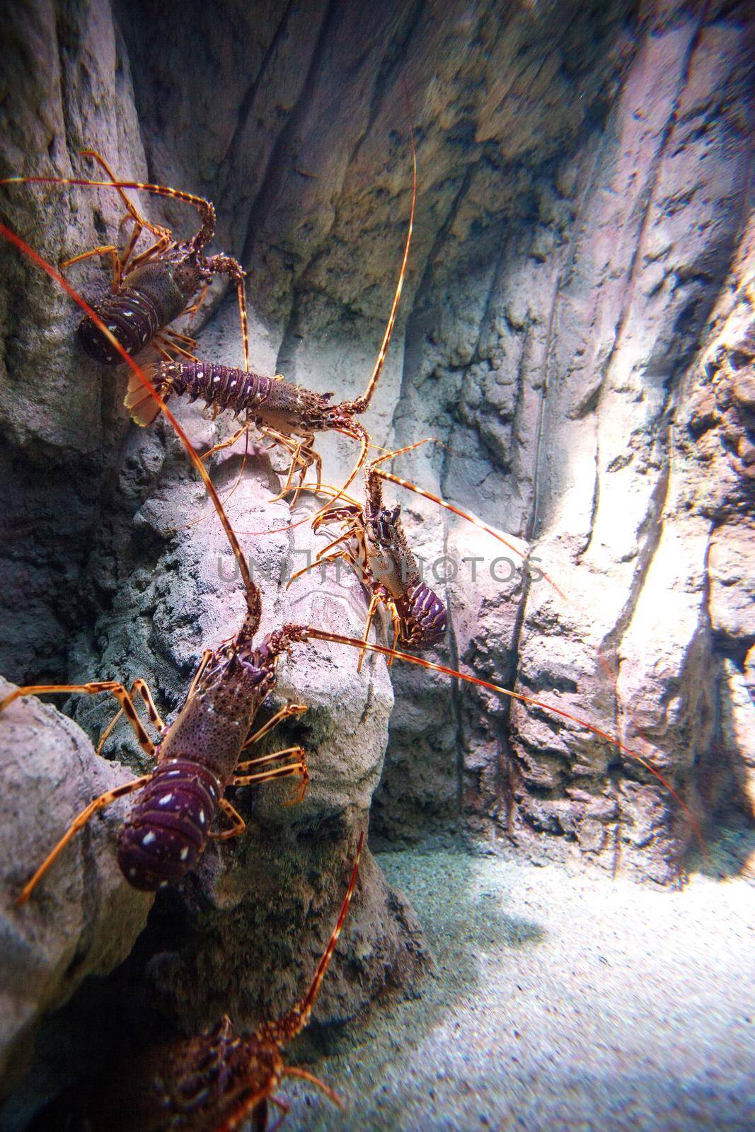 Spiny lobster - Palinurus elephas. Underwater shot of lobster on the ocean bottom floor. These shellfish are common in western Europe