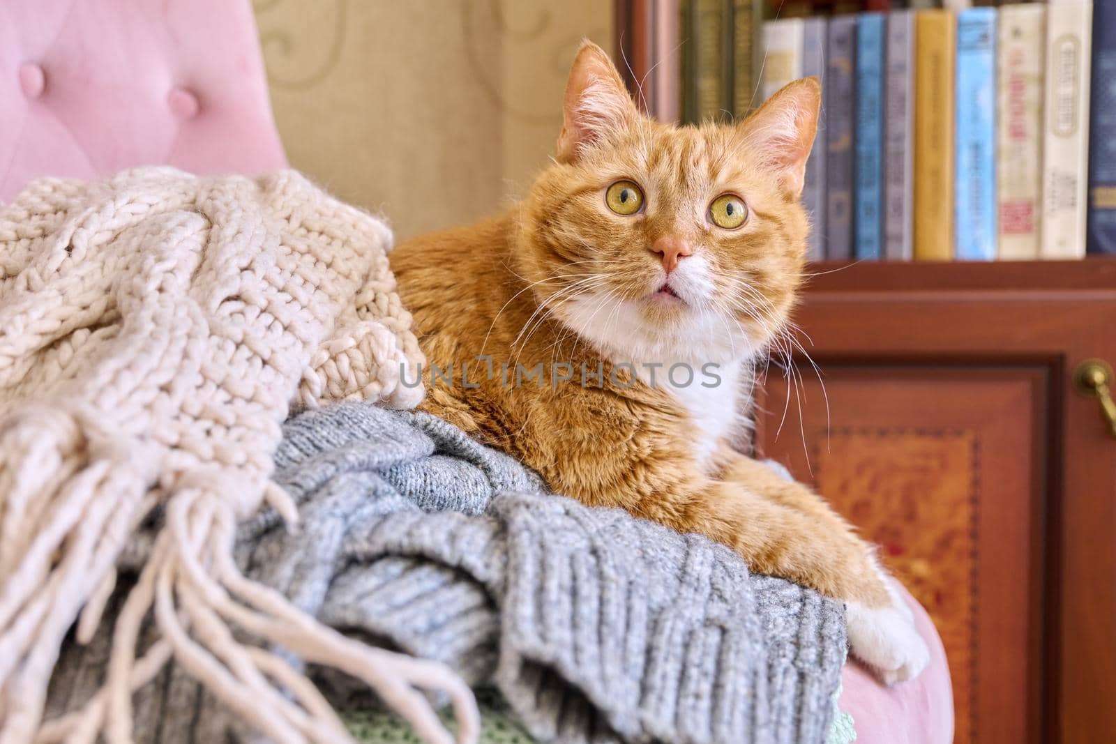 Big ginger cat lying sleeping resting basking on an armchair with winter warm knitted things, cold autumn winter season concept