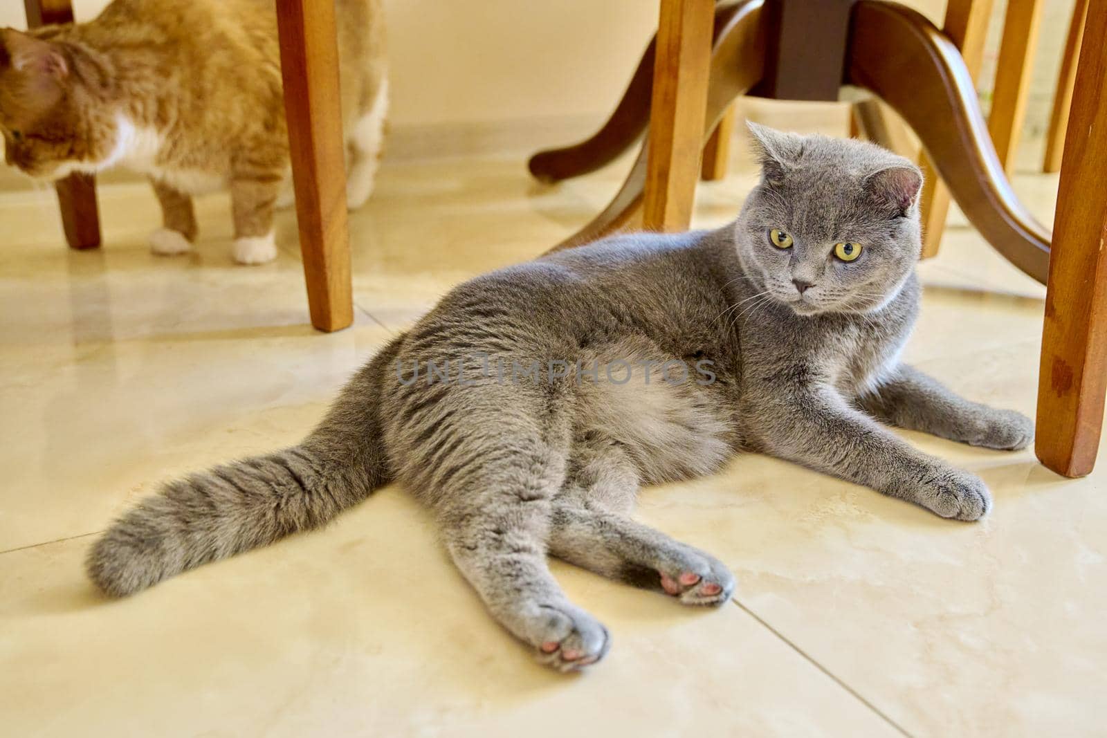 Beautiful gray british cat lying resting on the floor at home.