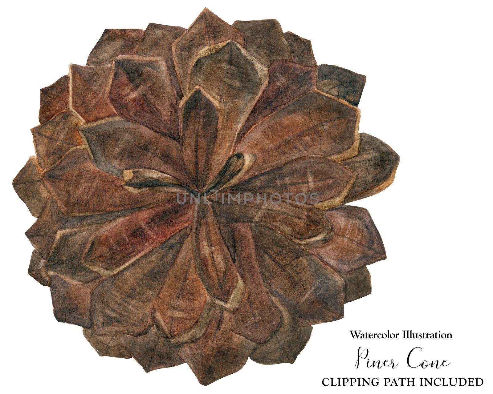 Winter Pine Cone, watercolor illustration with clipping path