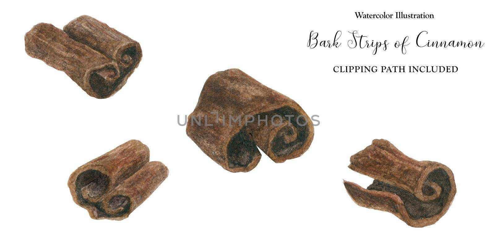 Bark strips of Cinnamon, watercolor illustration, isolated and clipping path