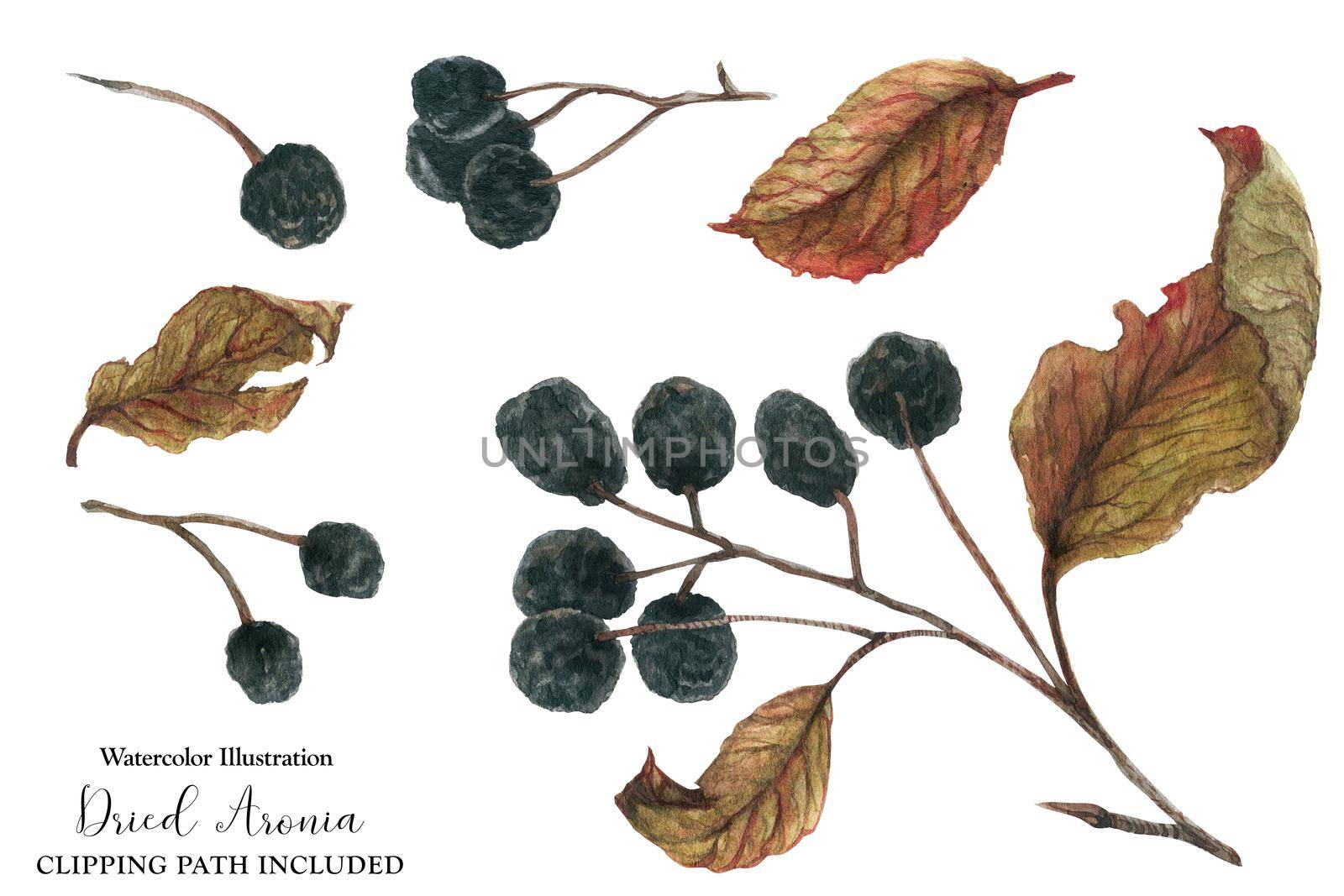 Aronia branches for Christmas ornament. Dried berries and leaves, watercolor botanical illustration, isolated and clipping path