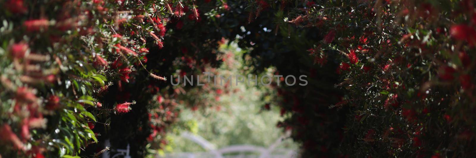 Arch of red flowers on street background. Landscape design concept
