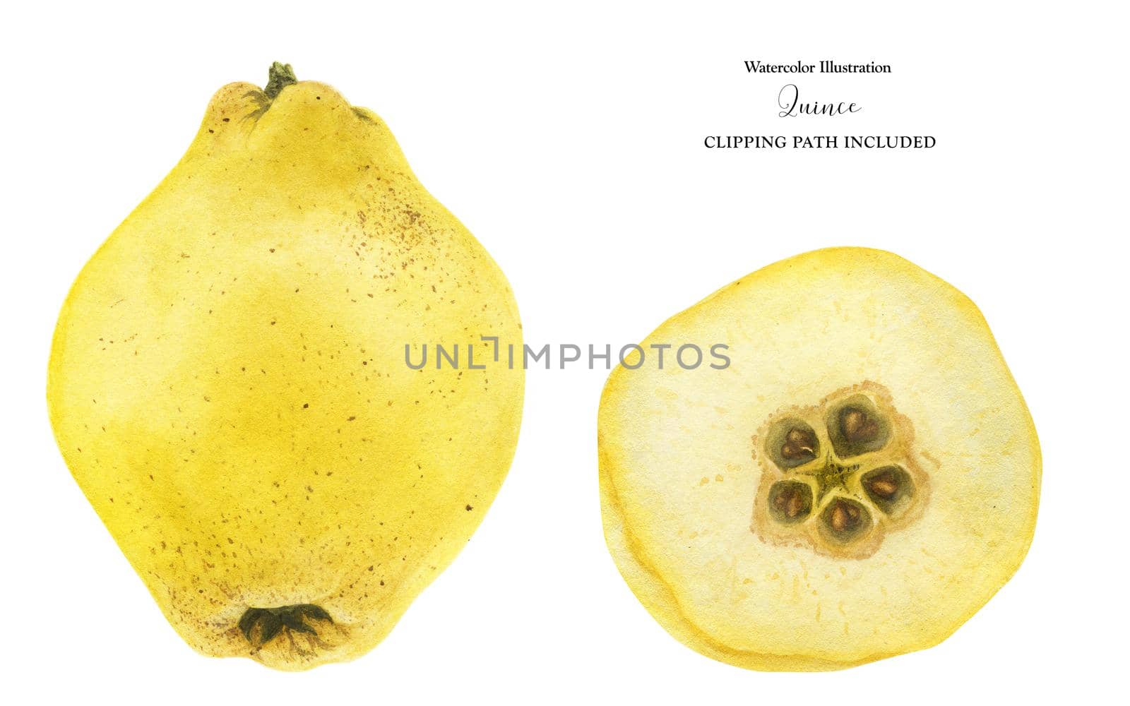 Fresh yellow quince fruit and half-fruit, watercolor illustration with clipping path