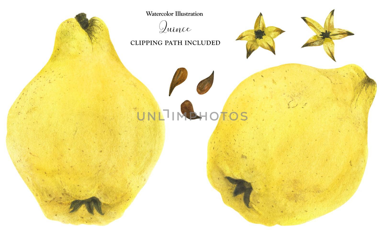Two fresh yellow quince fruits, watercolor illustration with clipping path