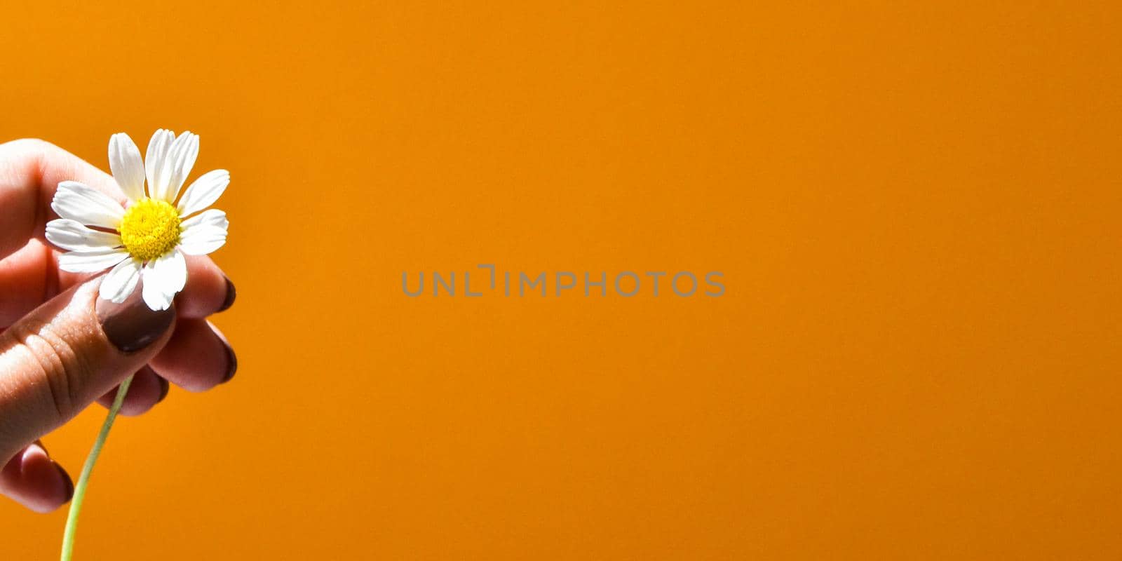 Very close up of little daisies flowers in hand on bright orange background, Selective focus, copy space for text