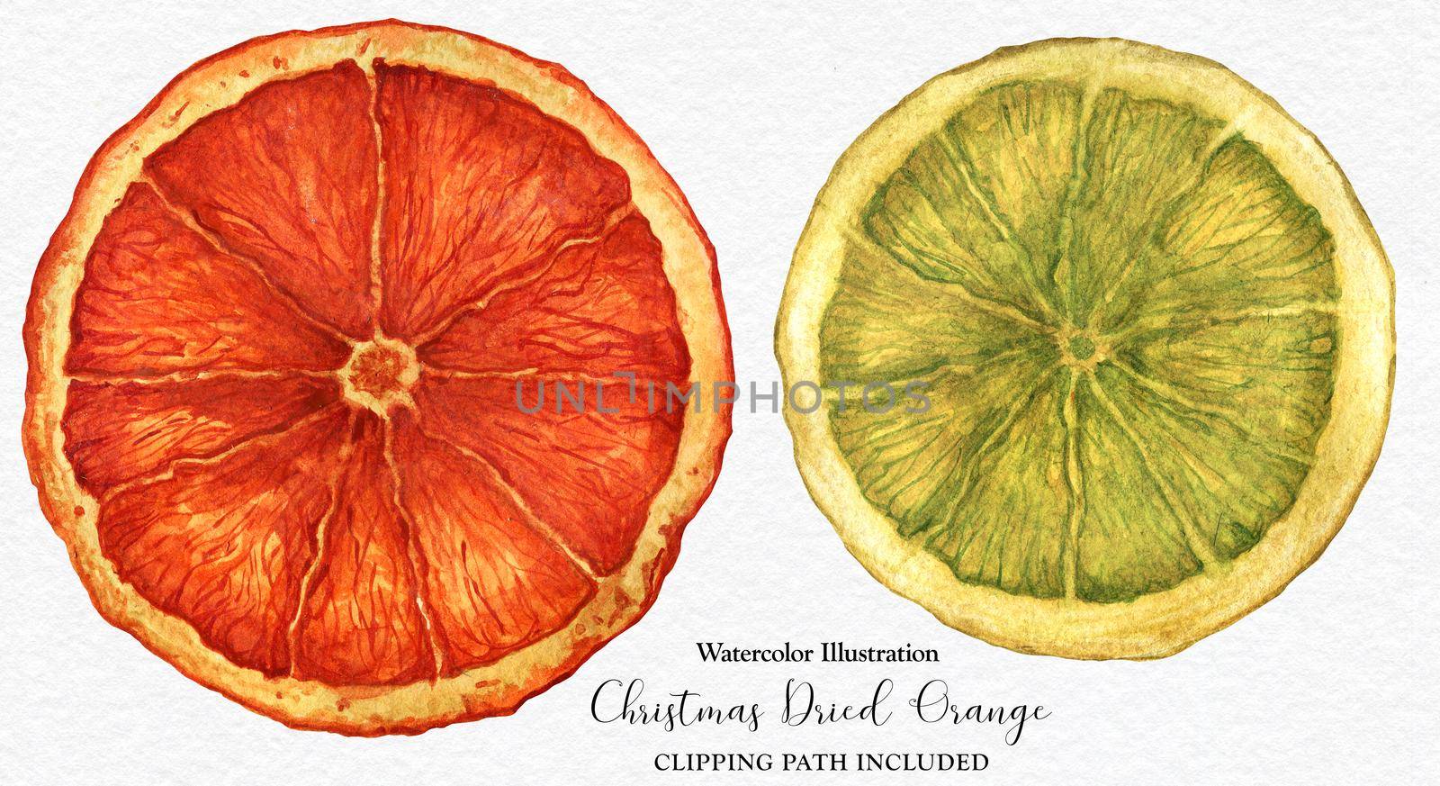 Slices of Christmas Dried Oranges, watercolor with clipping path