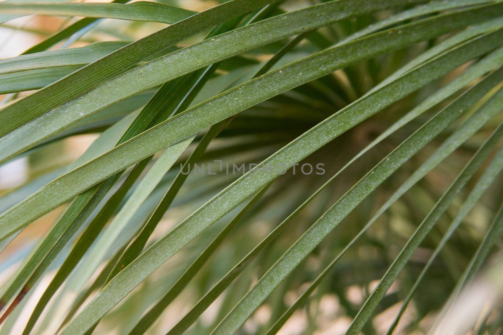 Green palm leaves, natural background.