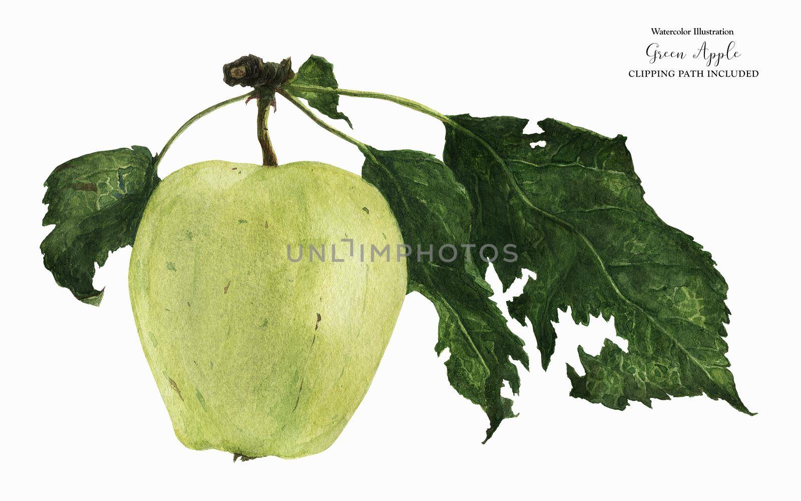 Green Apple Fruit with Leaves, botanical realistic watrecolor art with clipping path