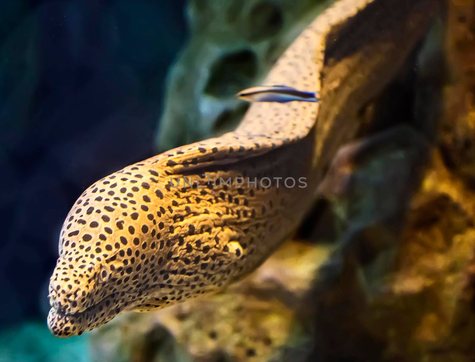 Saltwater fish Moray eel in the aquarium. by georgina198