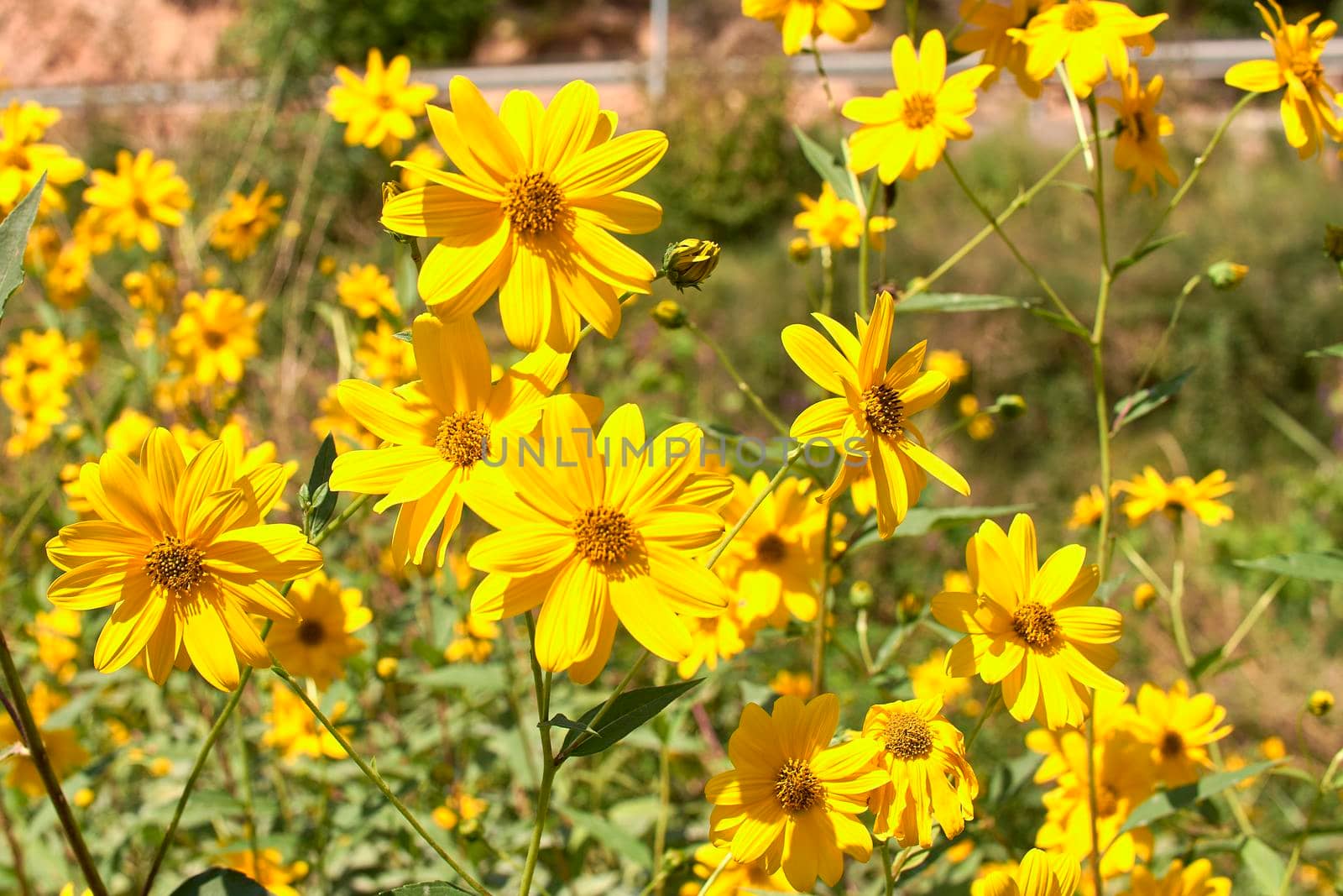 Group of yellow daisies. Dimorphotheca sinuata. Macro by raul_ruiz