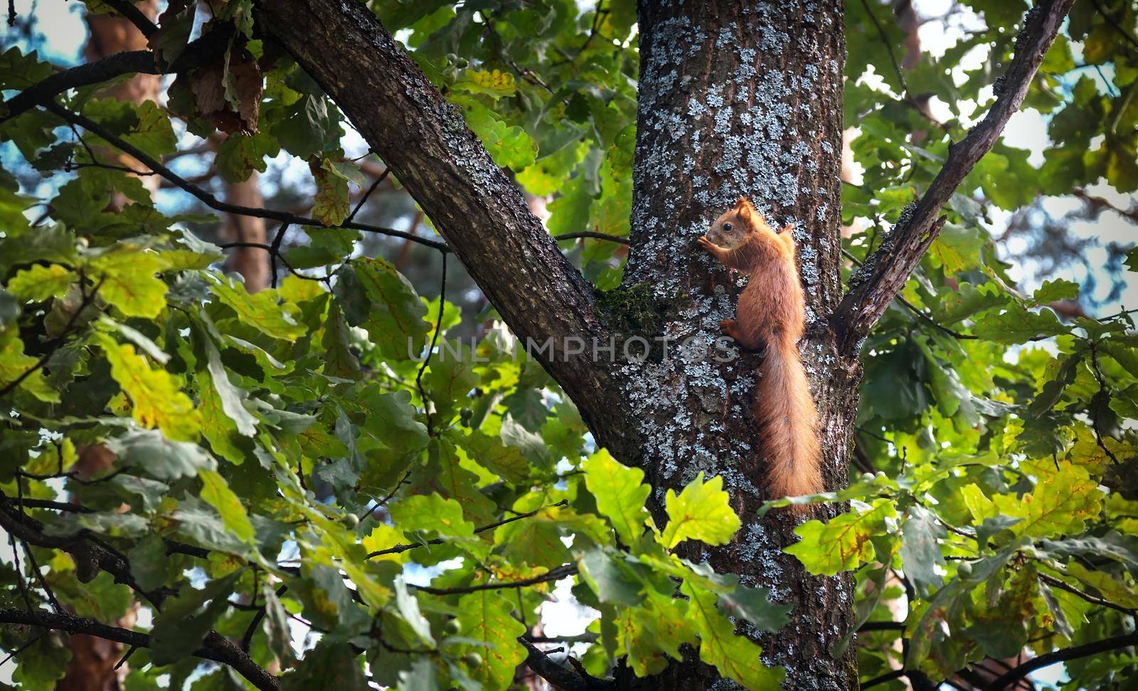 On the trunk of an oak sits a red squirrel with a long tail