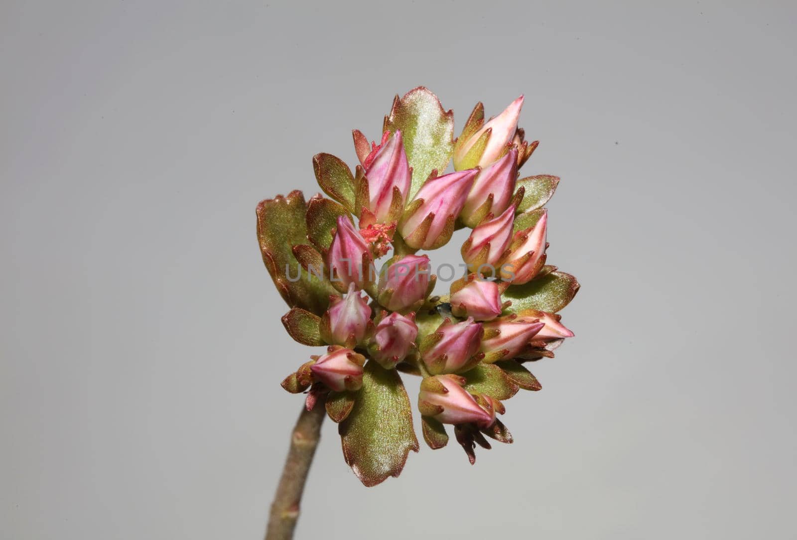 Wild rock flower blossom close up sedum spurium family crassulaceae modern botanical big size prints high quality floral macro