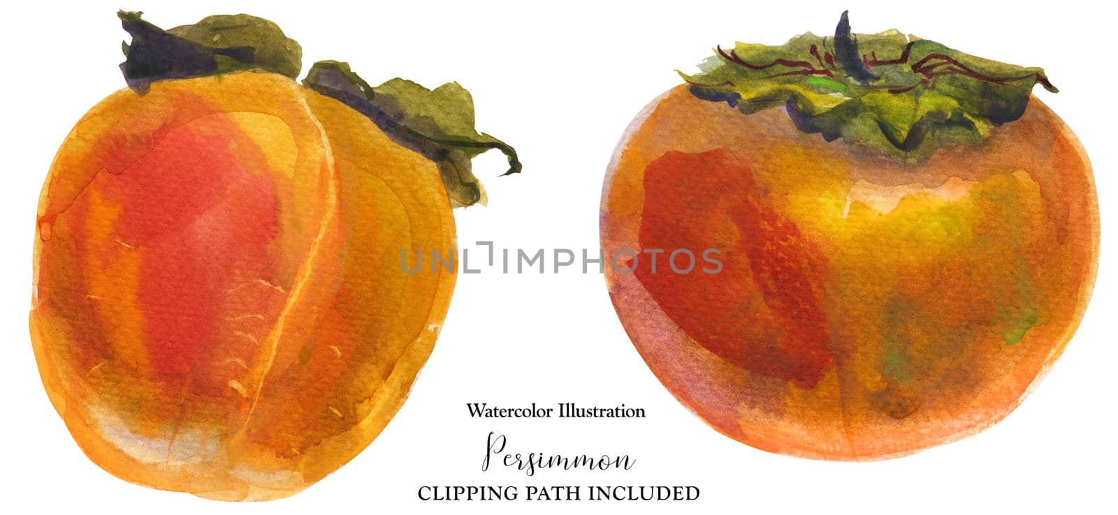 Winter orange persimmon fruits on a white background, watercolor with clipping path