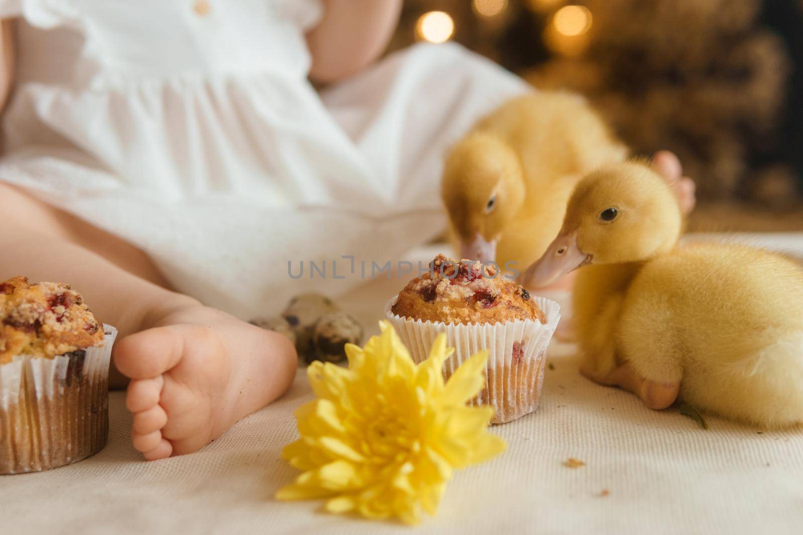 Cute fluffy ducklings on the Easter table with quail eggs and Easter cupcakes, next to a little girl. The concept of a happy Easter.