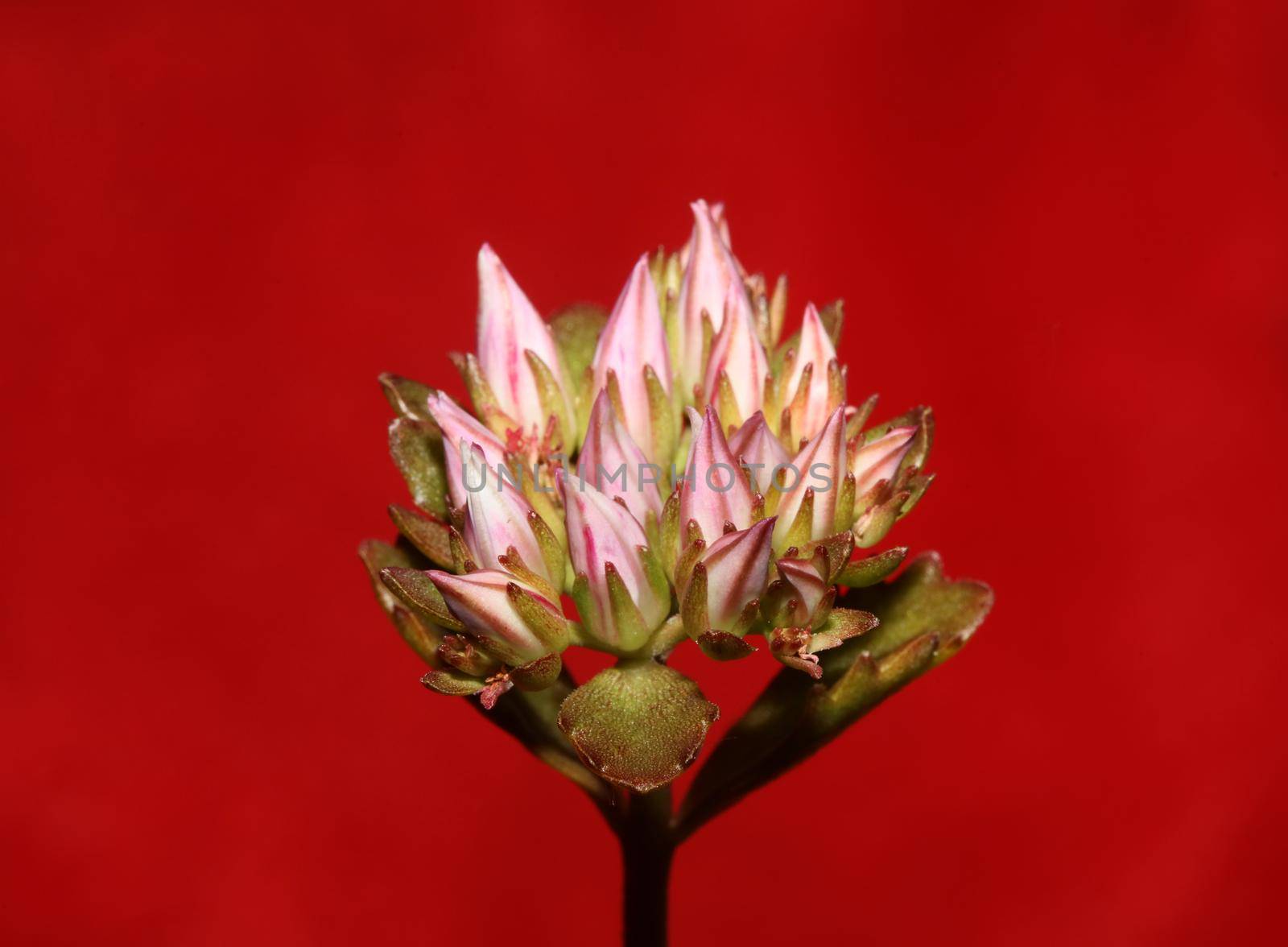 Wild rock flower blossom close up sedum spurium family crassulaceae modern botanical big size prints high quality floral macro