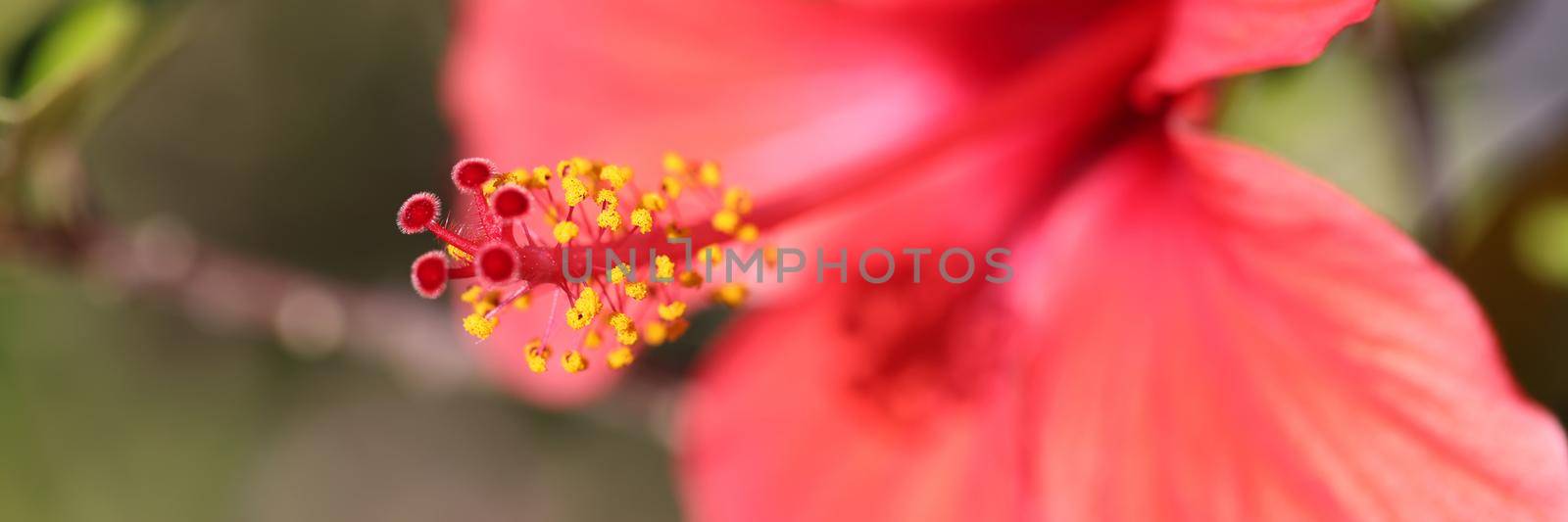 Closeup of beautiful red large flower with pistil. Beautiful nature concept