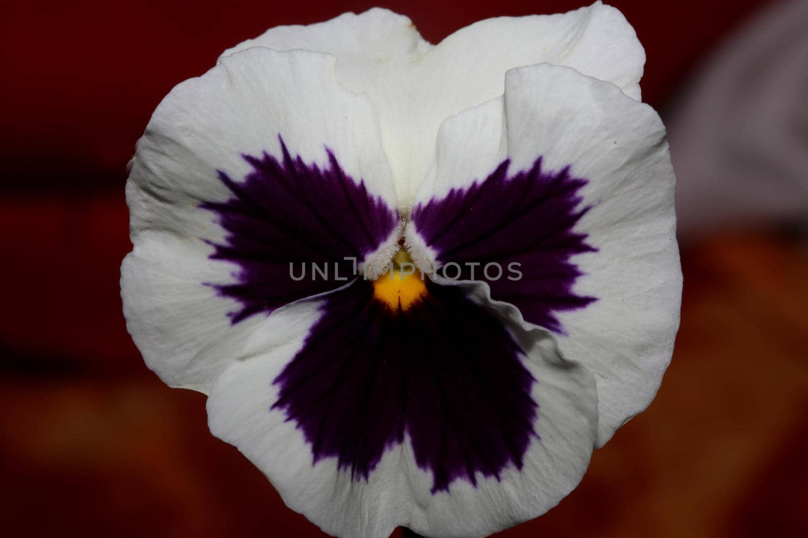 Fower blossom close up botanical background pansy family violaceae big size high quality print