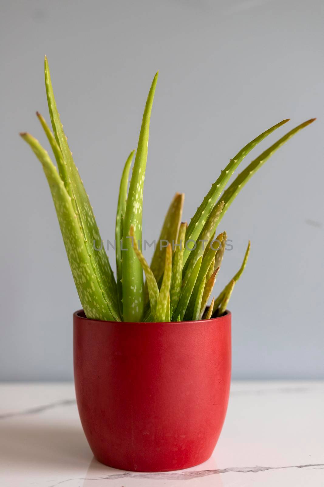 Aloe Vera plant in a red flowerpot with grey wall background and copy space