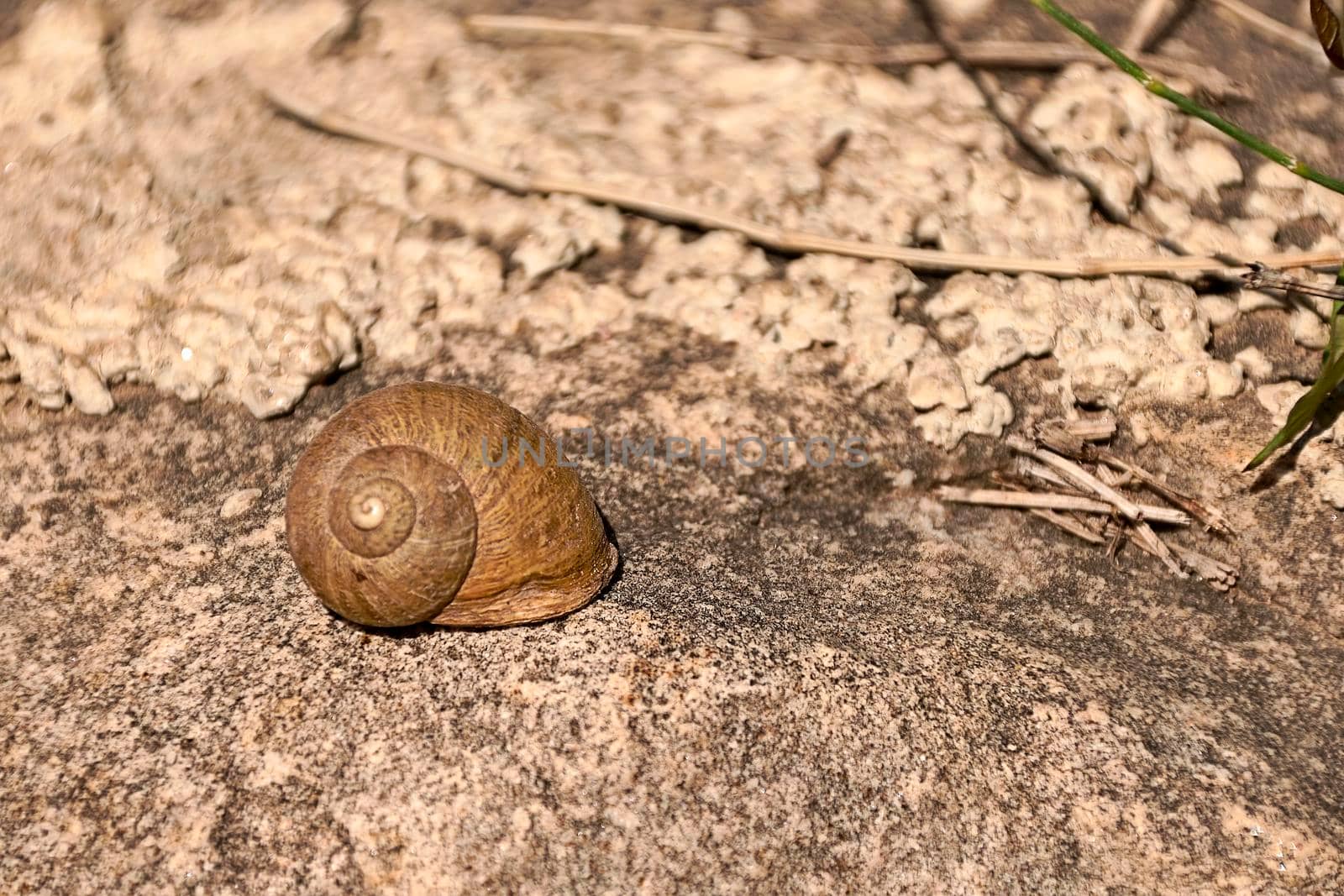 Snail on grey stone on a blurred background