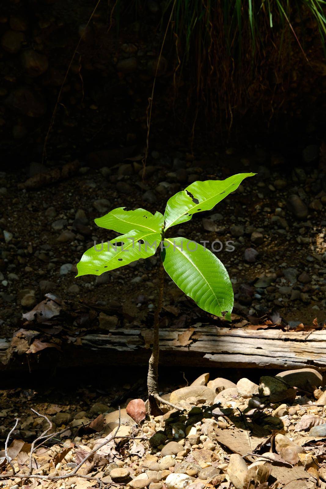 Young plant or sprout or seedling growing on dry leave in deciduous forest. Earth day concept