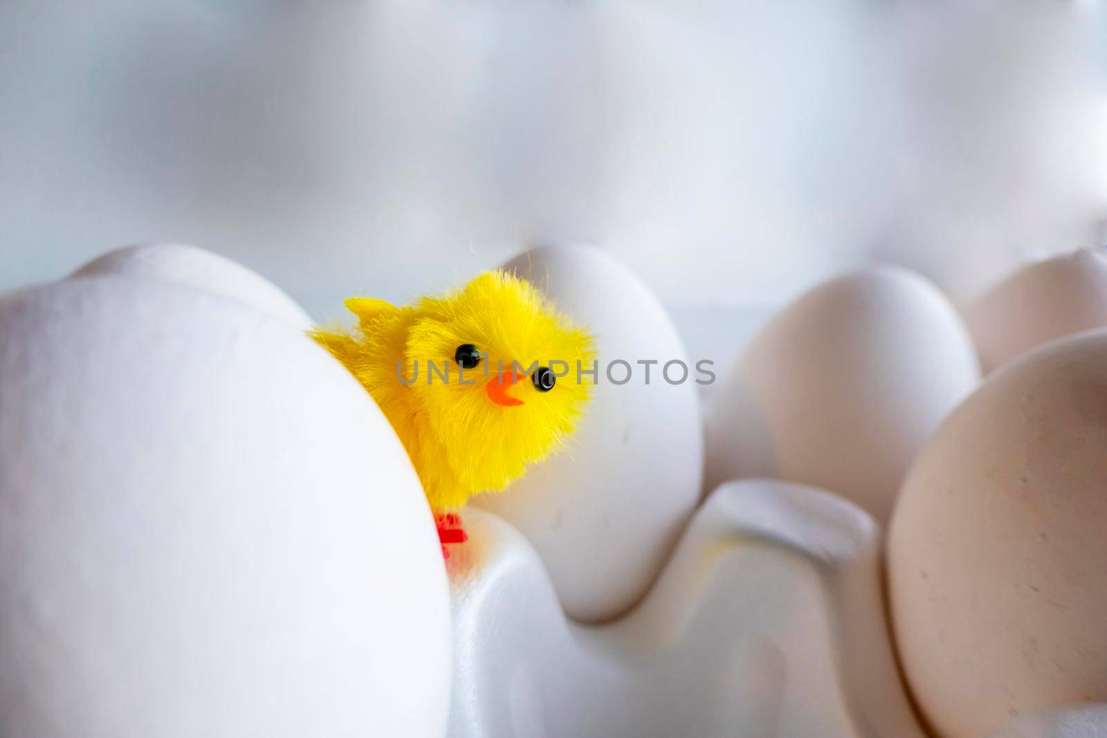 Boiled egg chickens in egg box. Easter decor - a small yellow chicken stands in a cassette in the middle of white chicken eggs