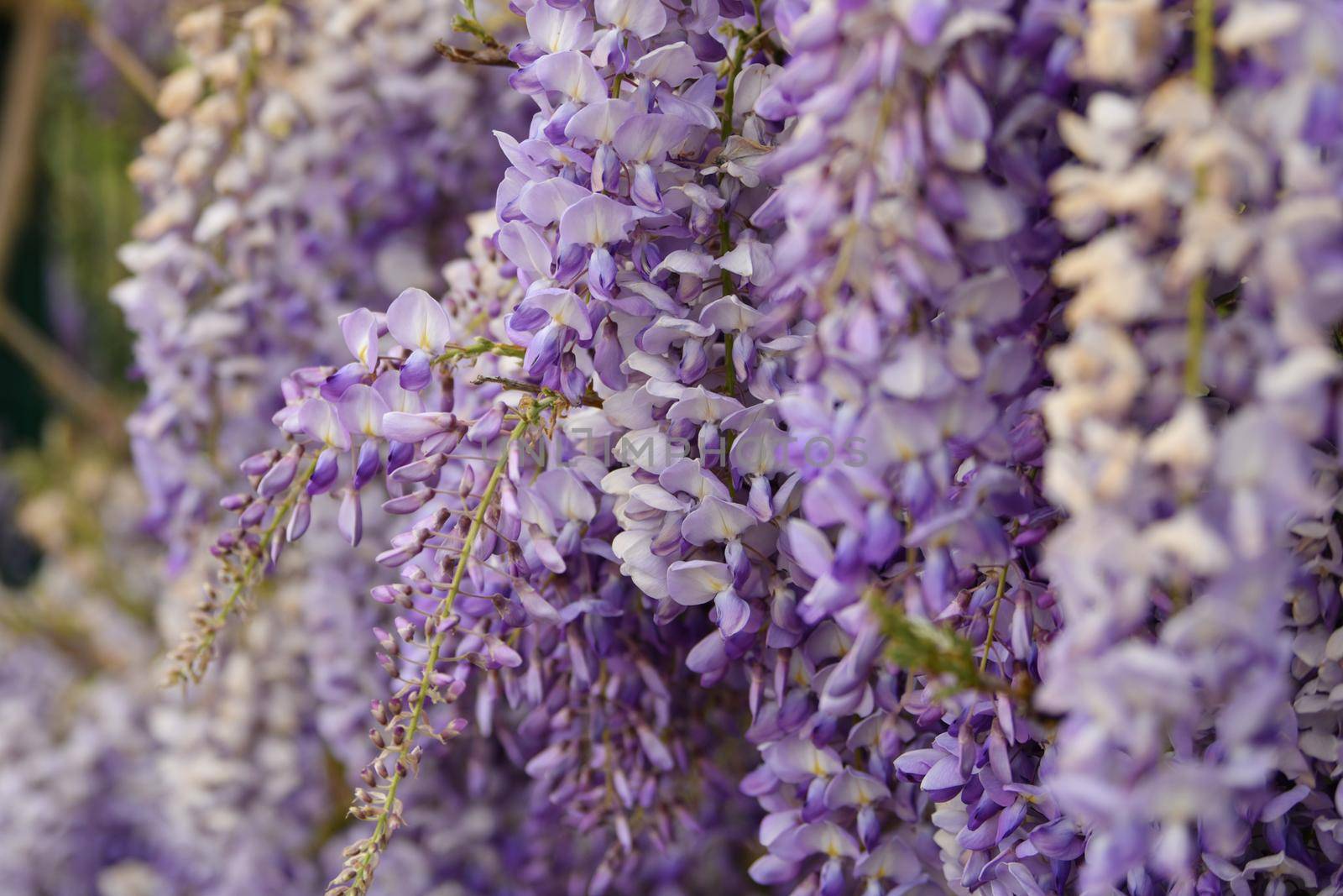 Blooming purple wisteria in spring