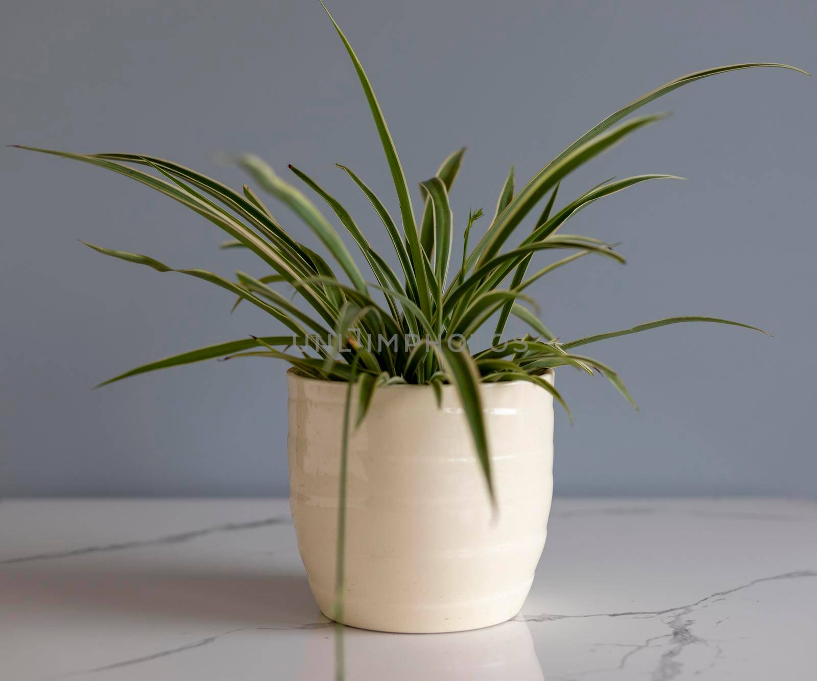 Spider plant in a white ceramic pot by Bilalphotos