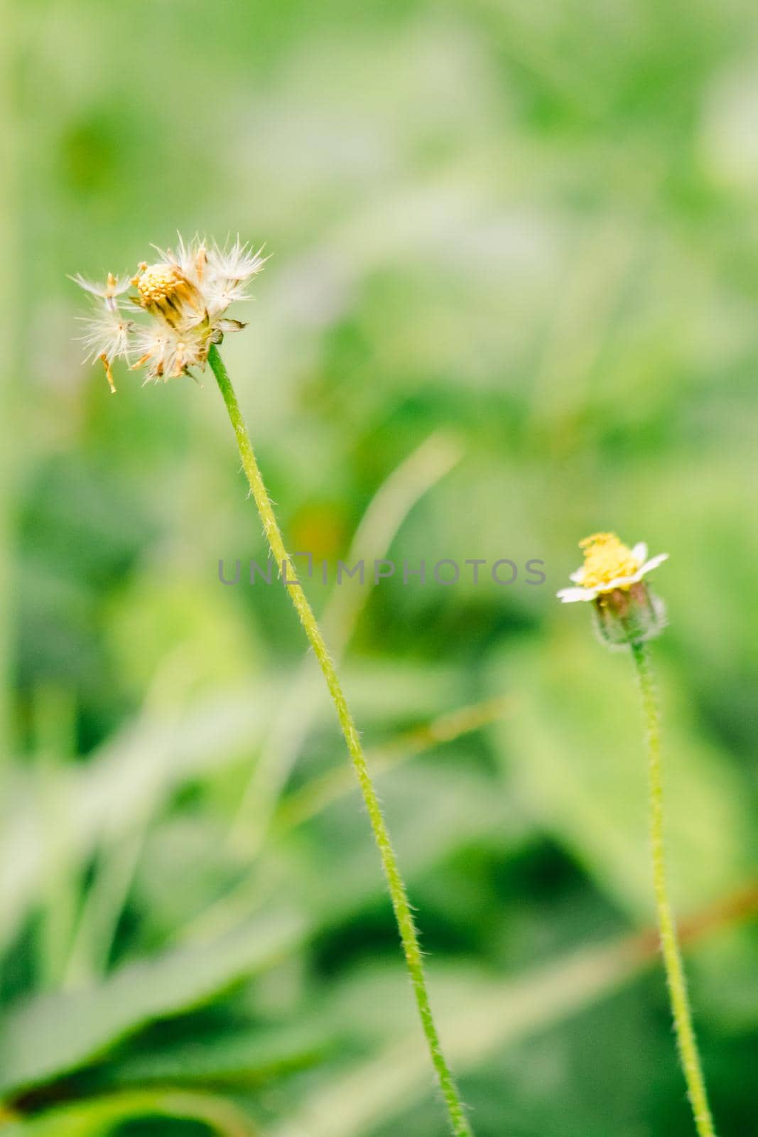 Coatbuttons, Mexican daisy start to bloom. by Puripatt