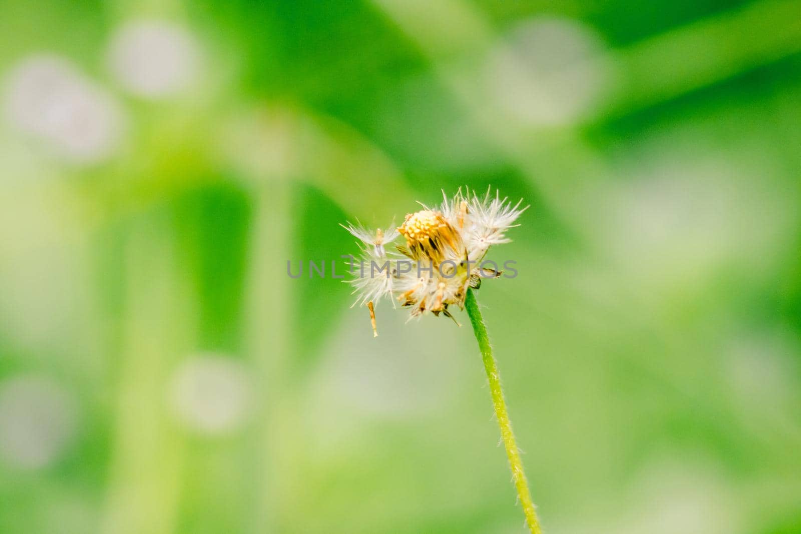 Coatbuttons, Mexican daisy start to bloom. by Puripatt