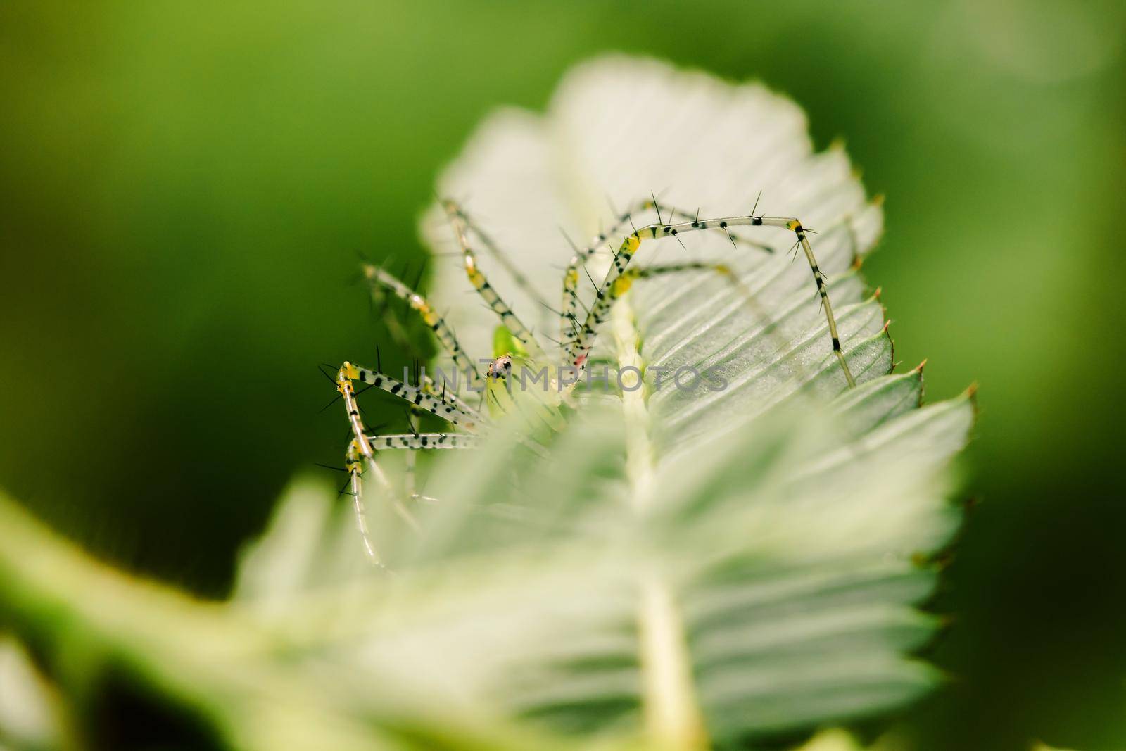 Small green spiders lurk on the leaves waiting to trap their prey.







